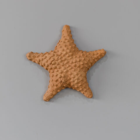 Estrela do Mar de Cerâmica de Parede (G)