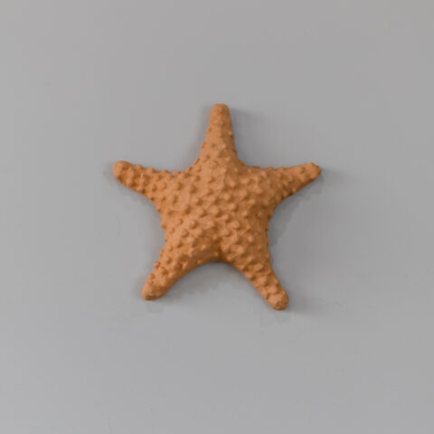 Estrela do Mar de Cerâmica de Parede (M)